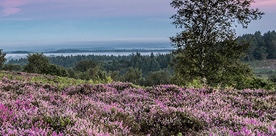 Field covered in purple heather with woodland in the distant